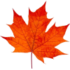 autumn maple leaf - Rośliny - 