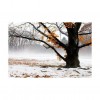 autumn tree - Natur - 