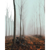 autumn trees bike photo - Uncategorized - 