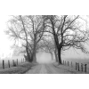autumn trees road black & white photo - Uncategorized - 