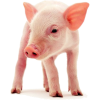 baby pig pink - 動物 - 