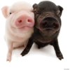 baby pigs pink black - 动物 - 