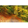 background PATH IN AUTUMN FOREST - Uncategorized - 