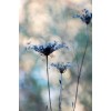 background - Ozadje - 
