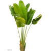 banana leaf tree - Rośliny - 