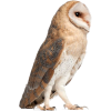 barn owl - Animals - 