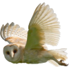 barn owl - Animals - 