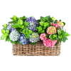 basket w flowers - Rastline - 