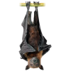 bat - Životinje - 