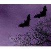 bats purple background - Uncategorized - 