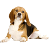 beagle - 動物 - 
