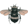 Bee  - Животные - 