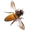 bee - Animals - 