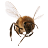 bee - Animales - 