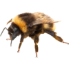 bee - Tiere - 
