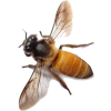 bee - Animales - 