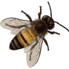 bee - Uncategorized - 