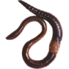 bella look its a worm - Uncategorized - 