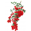 berries - Rastline - 