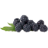 berries - Uncategorized - 