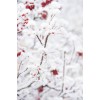 berries in the snow - Tła - 