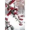 berries in the snow - Przedmioty - 