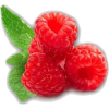 berry - Frutas - 