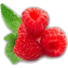 berry - Fruit - 