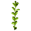Biljka - Pflanzen - 