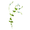 Biljka - Pflanzen - 
