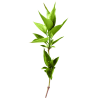 Biljka - 植物 - 