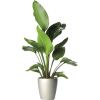 biljka - Plantas - 