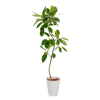 biljka - Biljke - 