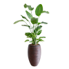 biljka - Rośliny - 