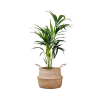 biljka - Plantas - 