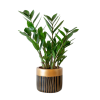 biljka - Plants - 