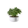 biljka - Rastline - 