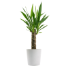 biljka - Pflanzen - 
