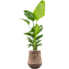 biljka - 植物 - 