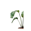 biljka - Pflanzen - 