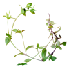 biljke - Pflanzen - 
