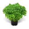 Biljke - Rastline - 
