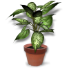 Biljke - Plantas - 