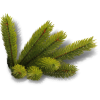 Pine - Pflanzen - 