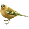 bird - Animals - 