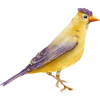 bird - 动物 - 