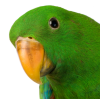 bird - Animales - 