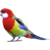 bird - Animals - 