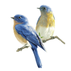 bird - Tiere - 