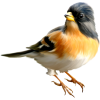 bird - Animali - 